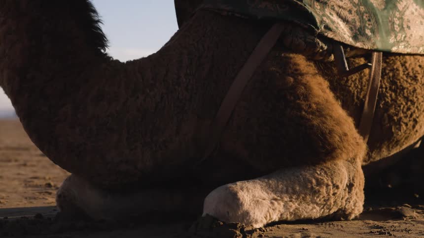 Thick shaggy leg and broad padded foot of a camel resting on sunlit desert sand with a patterned saddle and leather straps visible above emphasizing the animals coarse texture weight and the warm dusty atmosphere of an arid landscape