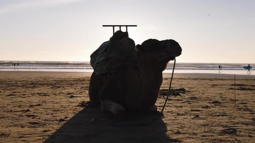 Camel relaxing on the beach as people walk along the coast in the distance