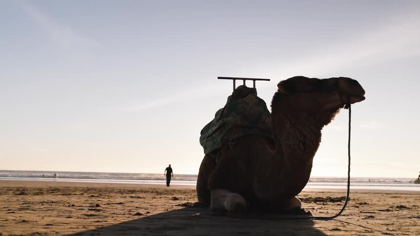 A camel laying out on a beach