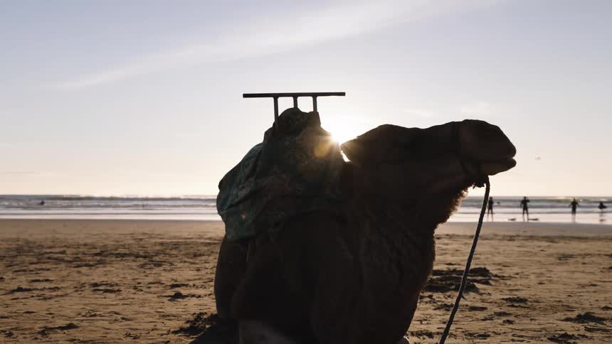 A camel lying on the beach sand at sunset with a group of people visible along the coastline in the background