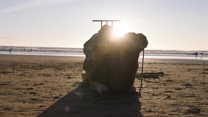 The camel is laying on the beach