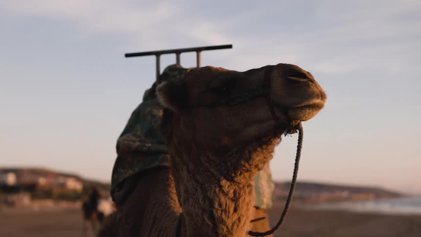 Camel carrying a fabriccovered load stands still in an arid environment under natural light