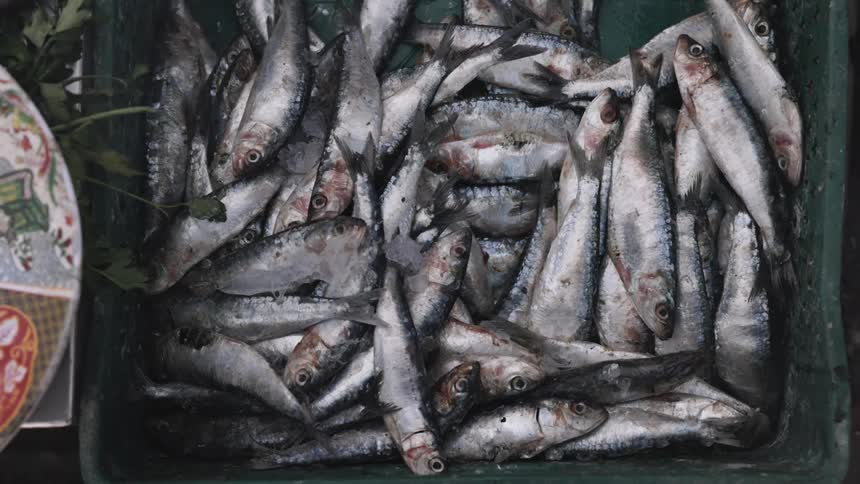 Fish lay in a container