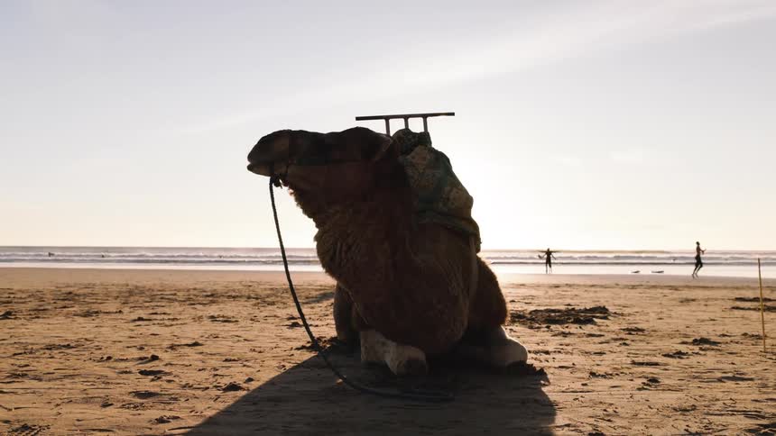 A saddled camel rests on a sunny beach silhouetted against the bright sky as surfers walk along the shoreline in the background