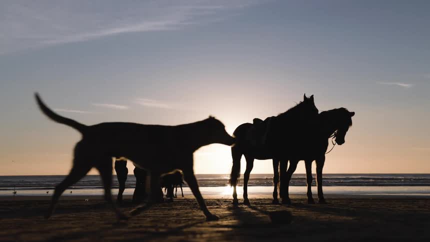 Silhouettes of people and horses stand on a beach at sunset with the ocean in the background