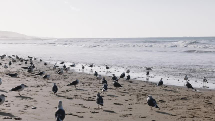 A large flock of seagulls stands and walks across a wide sandy beach as white waves crash onto the shore under a bright sky with rolling hills visible in the distant background of the coastal landscape