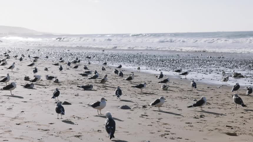Seagulls on the sand with the sea in the background