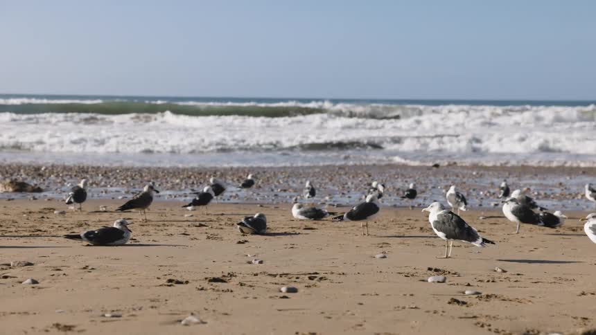 A large group of seagulls rest and forage on a sandy beach as waves roll in under a bright sky
