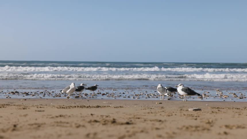 Flock of seagulls stand on a sandy shore with ocean waves under a clear sky