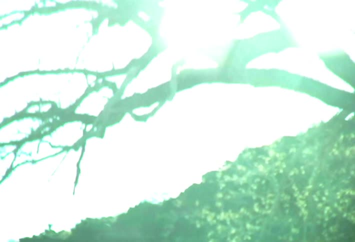 Leafless tree branches cast silhouettes against intense light in a natural area