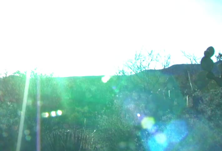 Sun glares onto the cacti and other plants growing in a field near the hills
