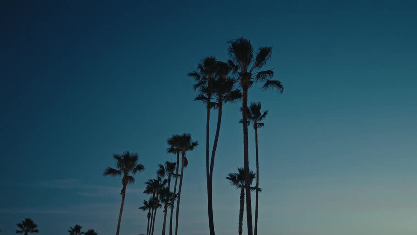 Tall palm trees rise in silhouette against a deepening twilight sky as a persons head is shown briefly
