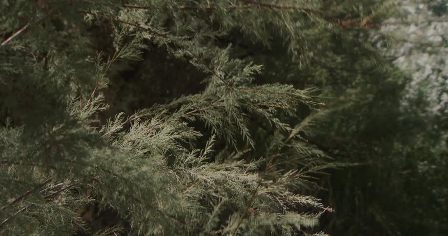 Conifer branches with greenishgray foliage in a natural environment
