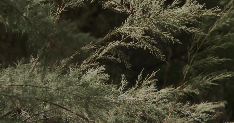 Closeup of thin feathery green branches of a tamarix shrub swaying gently in the breeze against a dark blurred background of dense foliage and shadows during the daytime