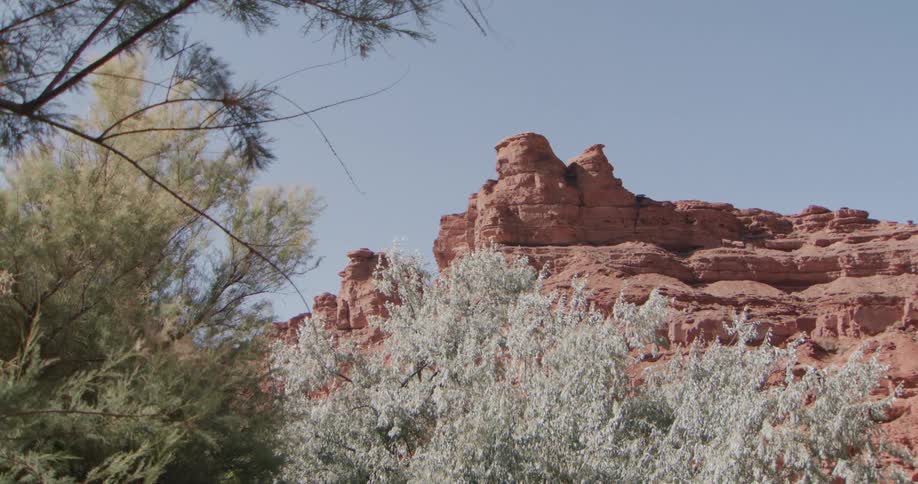Red sandstone cliffs and rocky formations tower over a foreground of green and silvery desert trees under a clear blue sky