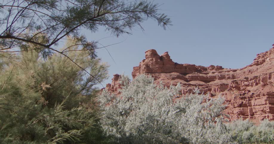 Shrub vegetation in the foreground with reddish rock formations in the background under a clear sky