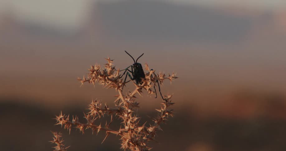 A close view of a large black insect with long antennae resting on a dry thorny plant in a desert landscape during the golden hour