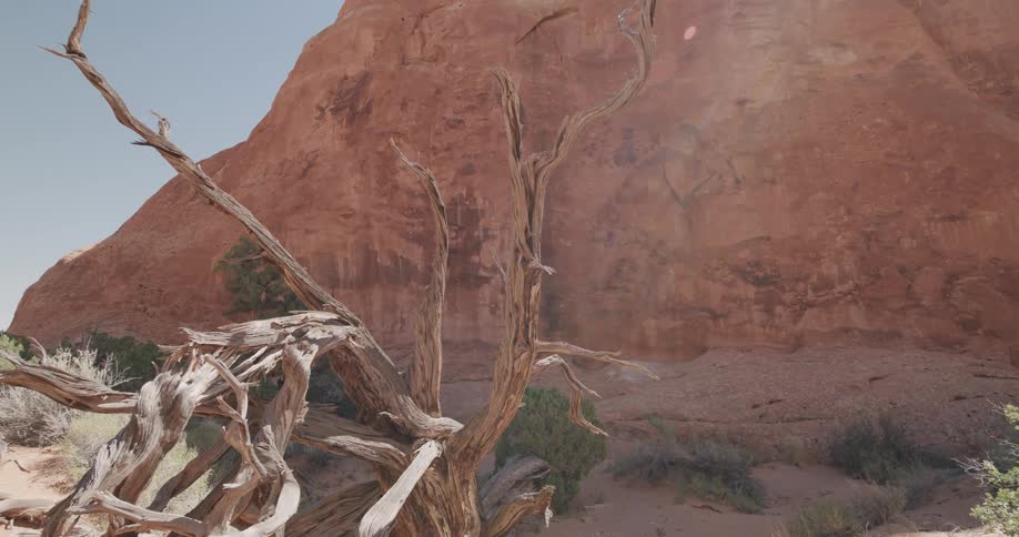 A twisted weathered tree stands before red rock canyon walls in a desert canyon