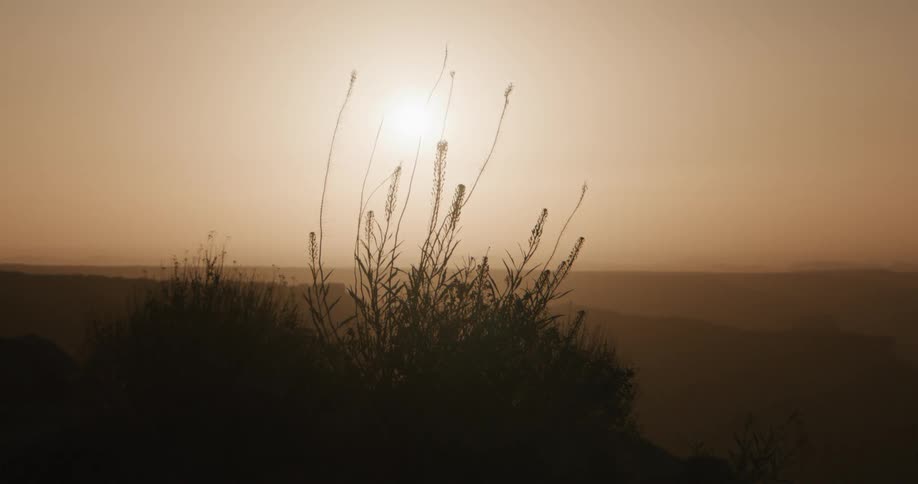 Plants overlook the valley and mountain canyons as the sun shines through a hazy sky