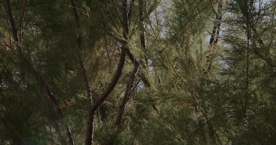 Wind moves gently through dense desert trees causing thin branches and needles to sway and rustle in the light