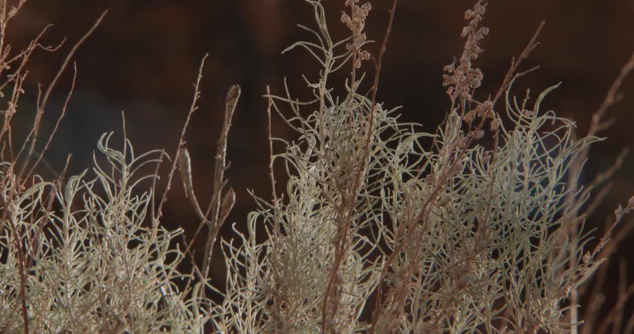 Dry vegetation in the foreground with a reddish rock formation in the background