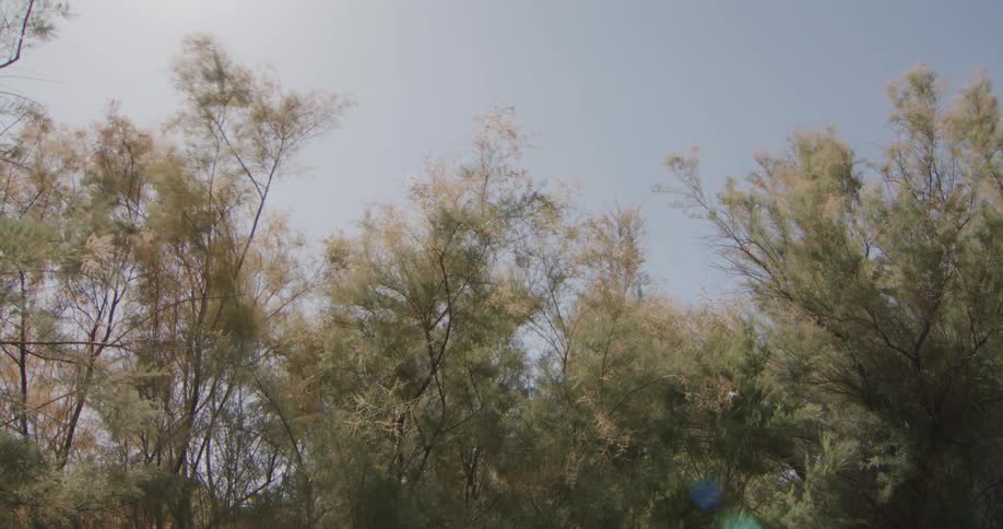 Trees in a forest with leaves swaying left and right in the wind