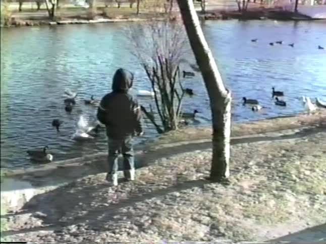 Children standing by a lake watching water birds in the water