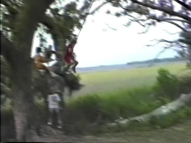 Children swinging on a rope tied to a tree in a rural area