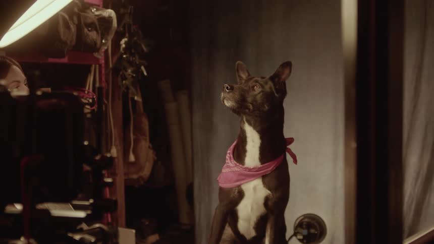 A black dog wearing a pink bandana sits in a dimly lit studio and looks up toward a person behind a ring light
