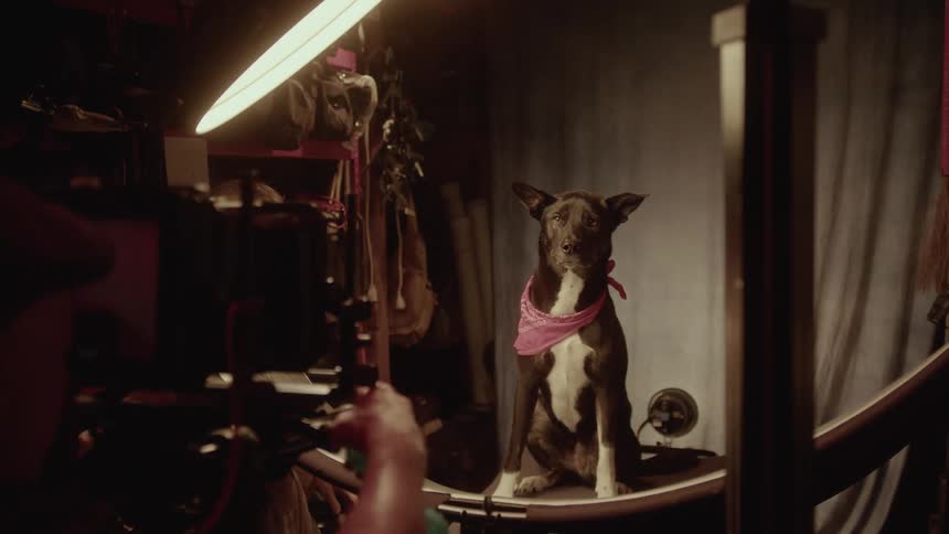 A medium shot shows a darkhaired dog wearing a pink bandana sitting on a curved platform on a film set white a person offcamera uses hand gestures to direct the dogs attention toward the lens and studio lights illuminate the scene from above