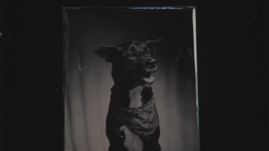 An image of a dog emerging through a chemical solution gradually becoming clearer as more liquid is added during the development process