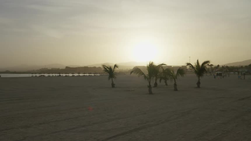 Row of palm trees on a sandy area at the beach under a low sun on the horizon