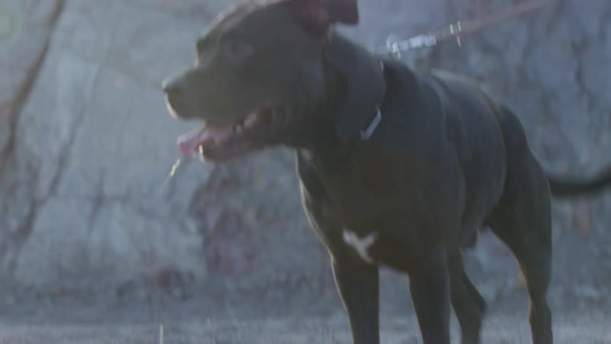 Dog outdoors on a leash lunges