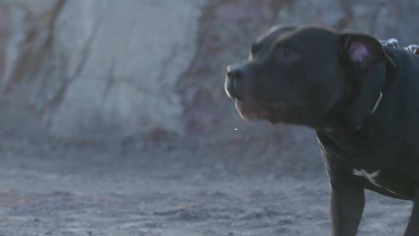 Aggressive Dog on a leash with its mouth open is barking in front of a rocky wall