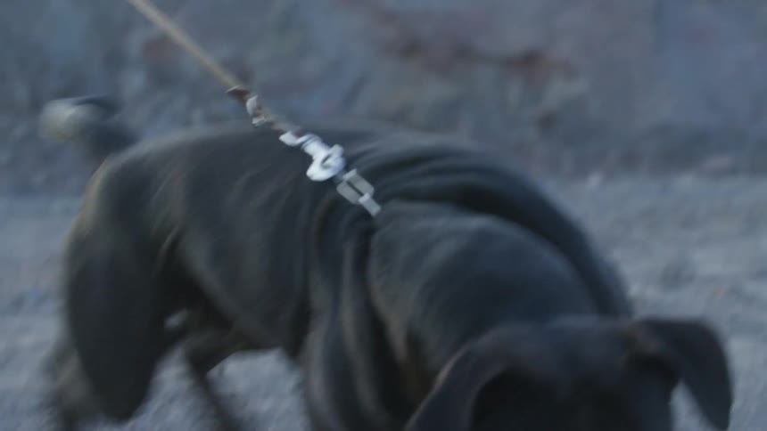 In the misty gray outdoor setting a black dog strides forward on a taut leash while just behind it a person wearing red plaid pants and chunky white platform boots walks across the rough asphalt