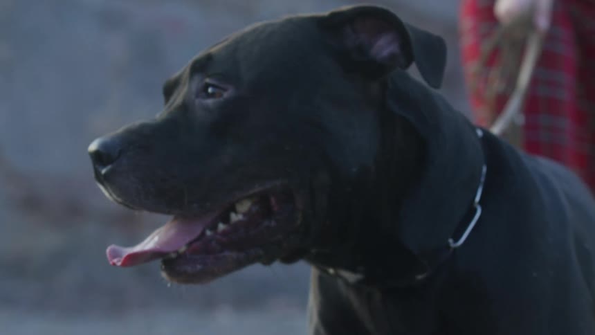 A person stands holding a dark colored dog firmly on a leash outdoors