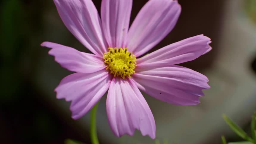 Purple daisy flower outdoors