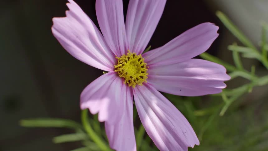 A closeup static shot of a light purple cosmos flower with a yellow center based on the visual here are two lines describing ita delicate pinkishpurple cosmos flower gently sways showcasing its slender petals and vibrant yellow disc floretsthe