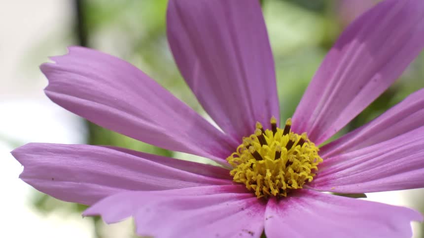 Closeup of a pink flower with a bright yellow center blooming outdoors in natural light