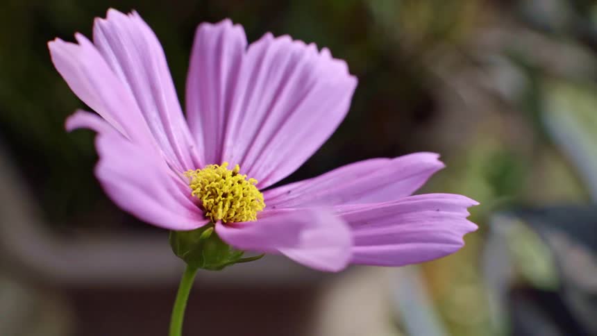 A close up of a flower outdoors