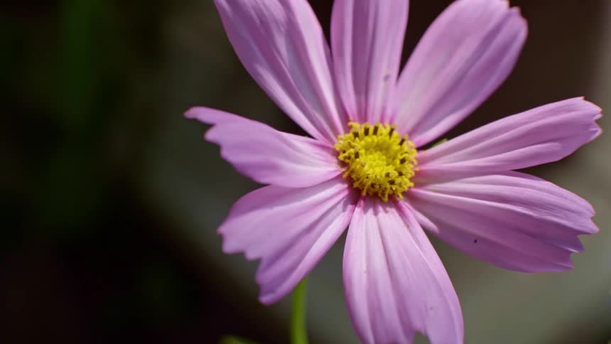 A close up of a flower outdoors