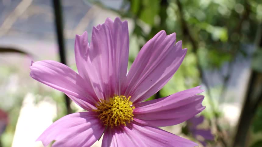 The purple flower is in the woods