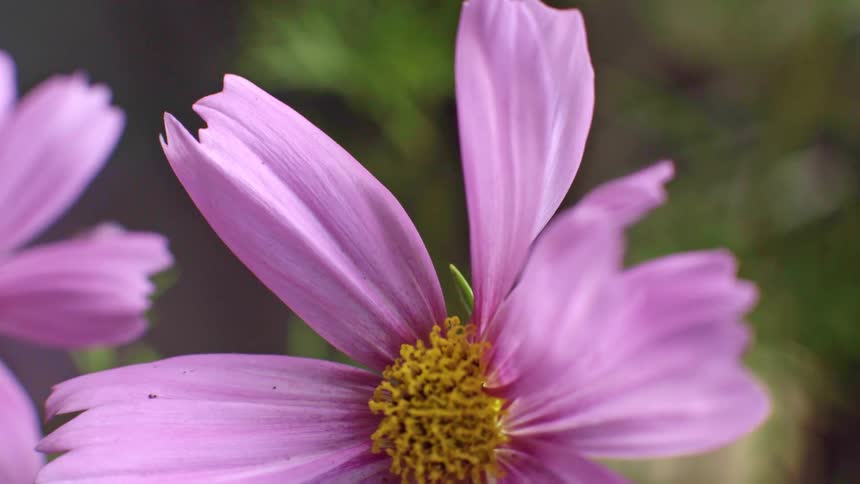Pink flower in closeup with open petals and a prominent yellow center