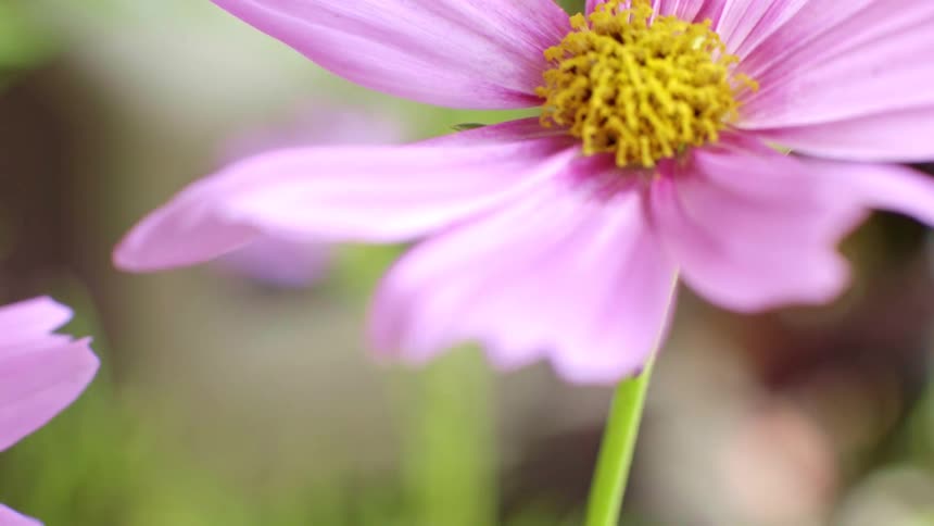 A closeup shot captures a pink cosmos flower with a textured yellow center as it sways slightly in the breeze with a blurry background