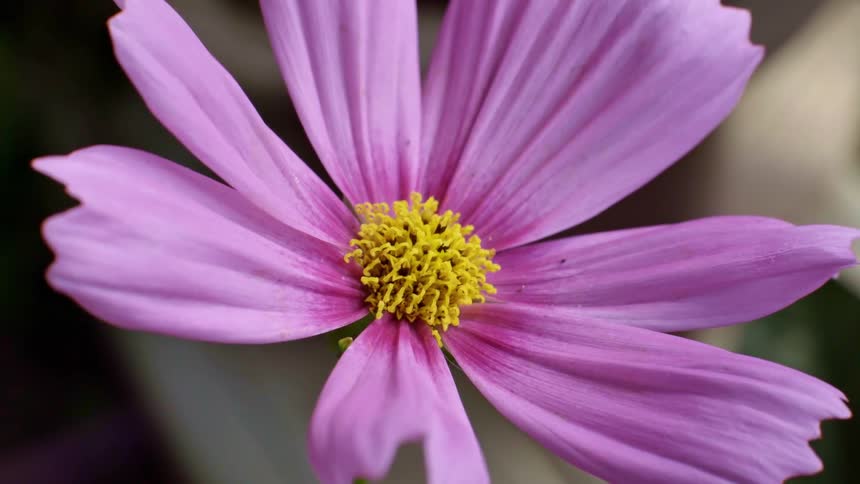 Purple daisy flower bathed in sunlight outdoors during day time
