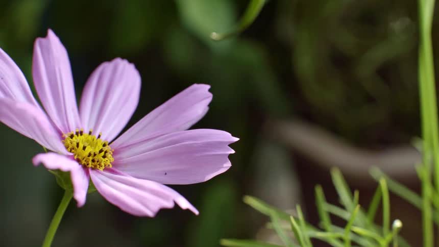 The view drifts slowly past a single pink cosmos flower highlighting its delicate details against a soft green background