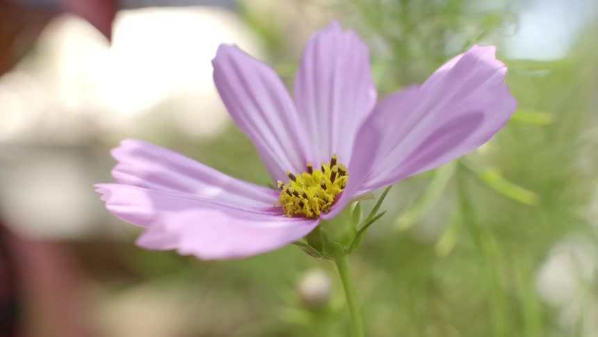 A close up of a purple flower