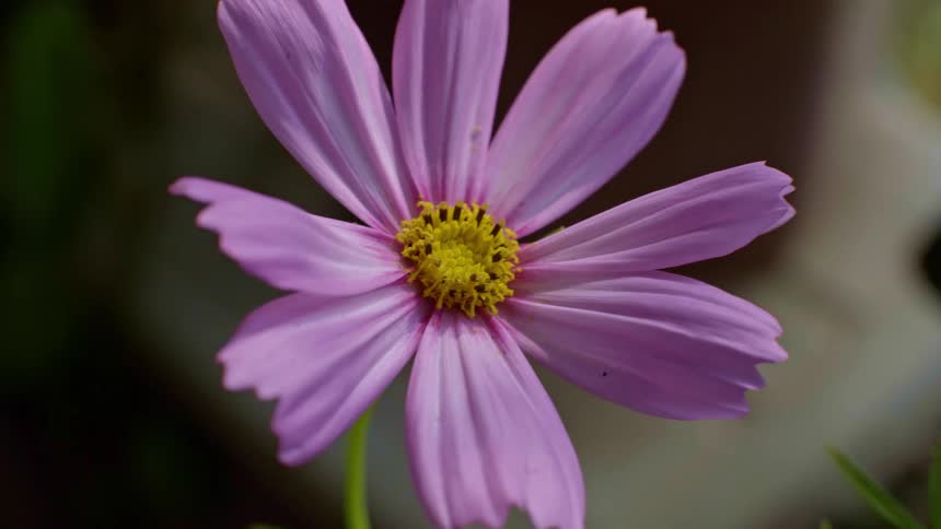 A purple flower out in a field