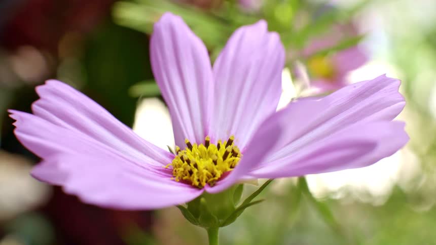 A close up of a purple flower on a sunny day