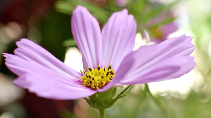 The pink flower is on the green field